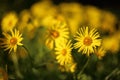 Yellow flowers of Leopard's Bane ,Doronicum orientale, in garden Royalty Free Stock Photo