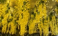 Yellow flowers with lighted ceiling decoration