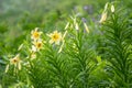 Yellow flowers of Lily Kesselring - Lilium kesselringianum Royalty Free Stock Photo