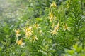 Yellow flowers of Lily Kesselring - Lilium kesselringianum Royalty Free Stock Photo