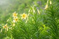 Yellow flowers of Lily Kesselring - Lilium kesselringianum Royalty Free Stock Photo