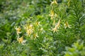 Yellow flowers of Lily Kesselring - Lilium kesselringianum Royalty Free Stock Photo