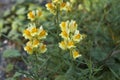 Yellow flowers of Linaria vulgaris