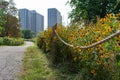 Yellow Flowers lining a Rope Fence Path along the Lakefront Trail at a Park in Uptown Chicago with Residential Buildings Royalty Free Stock Photo