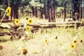 Yellow flowers lit by the sun in front of an old wooden fence Royalty Free Stock Photo