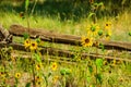 Yellow flowers lit by the sun in front of an old wooden fence Royalty Free Stock Photo