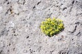 Yellow flowers Royalty Free Stock Photo