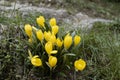 Yellow flowers located in a forest