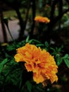 yellow flowers that look beautiful in the morning after it rains