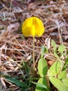The yellow flowers that look like vagina - Pinto Peanut Arachis pintoi
