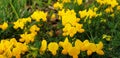 Panorama of yellow flowers Lotus Corniculatus