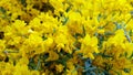 Yellow flowers. Lotus corniculatus