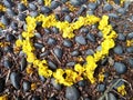 Yellow flowers in love shape