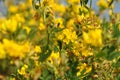 Yellow flowers, macro Royalty Free Stock Photo