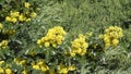 Yellow flowers of Mahonia padubolistic Latin. Mahonia aquifolium