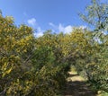 Yellow Flowers in Manikata Woodlands in Malta