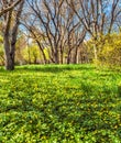 Yellow flowers