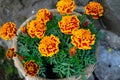 Marigold. Yellow flowers. Beautiful garden nature Royalty Free Stock Photo