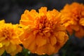 Marigold. Yellow flowers. Beautiful garden nature Royalty Free Stock Photo