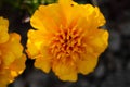 Marigold. Yellow flowers. Beautiful garden nature Royalty Free Stock Photo