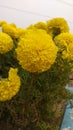 Marigold, marigold flowers images Royalty Free Stock Photo