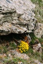 Yellow Flowers Marsh Marigold Or Giant Marsh Marigold Caltha Palustris Subsp. Royalty Free Stock Photo