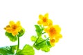 Yellow wildflowers marsh marigold isolated on white background