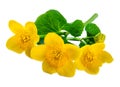 Yellow flowers of marsh marigold isolated on white Royalty Free Stock Photo