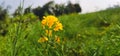 Yellow flowers. Mastered flower with Green blurry background