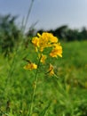 Yellow flowers. Mastered flower with Green blurry background