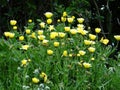 Yellow flowers of Matamata