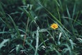 Yellow flowers in the meadow