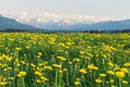 Yellow flowers meadow and beautiful view to snow covered mountains. Kempten, Bavaria, Alps, Allgau, Germany. Royalty Free Stock Photo