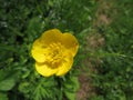 Yellow flowers in the meadow. Springtime. Natural beauty and purity.