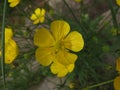 Yellow flowers in the meadow. Springtime. Natural beauty and purity.