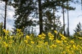 Yellow flowers on the meadows against the background of a dark forest