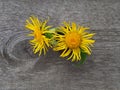 Yellow flowers of the medical plant inula helenium on a wooden background, top view. Seasonal flowering of useful herb elecampane Royalty Free Stock Photo