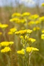 Yellow flowers of medicinal herb Helichrysum Helichrysum arenarium