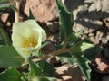 Mentzelia involucrata stem with flower