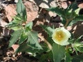 Mentzelia involucrata stem with flower