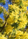 yellow flowers of the mimosa plant blooming in spring symbol of Women s Day