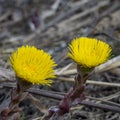 Yellow flowers mother and stepmother on a blurred background close-up. Two flowers coltsfoot. Medicinal plant Royalty Free Stock Photo