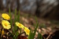 Yellow flowers mother and stepmother