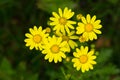 Yellow flowers on a mountain trail at spring, mount Beljanica