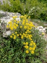 Yellow flowers in mountain under clouds dky Royalty Free Stock Photo