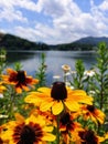 Yellow flowers on mountian lake Royalty Free Stock Photo