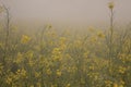 dew drops morning in the countryside Royalty Free Stock Photo