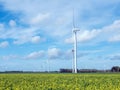 yellow flowers of mustard seed against blue sky and wind turbines in holland