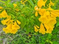 Yellow flowers or the name Thong Urai of Thailand