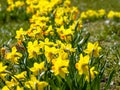 Yellow flowers narcissus Royalty Free Stock Photo